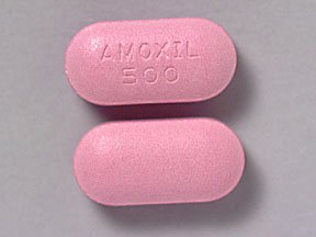 The Go-To Drug for Bacterial Infection, Amoxicillin is an antibiotic