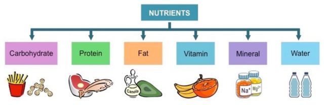 Must Add Nutrients in the Diet Anzen Exports.