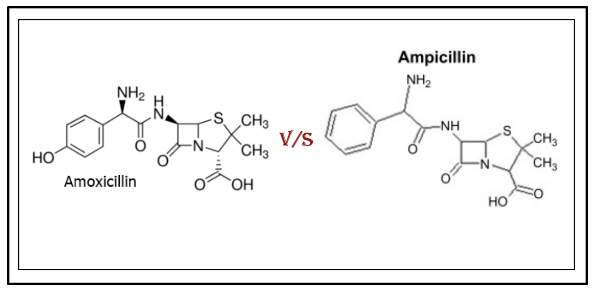Differences & Similarities between Amoxicillin & Ampicillin