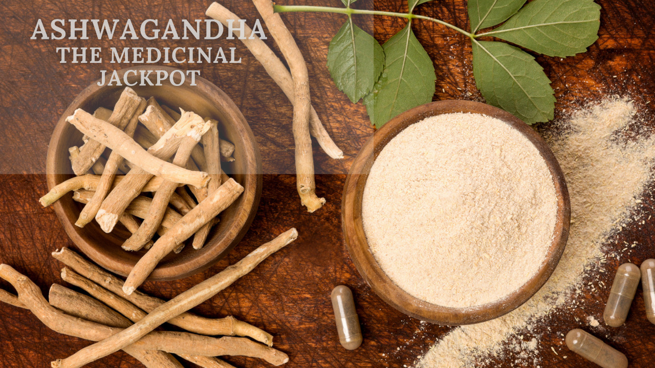 Overview-on-Ashwagandha-by-Anzen-Exports.jpeg