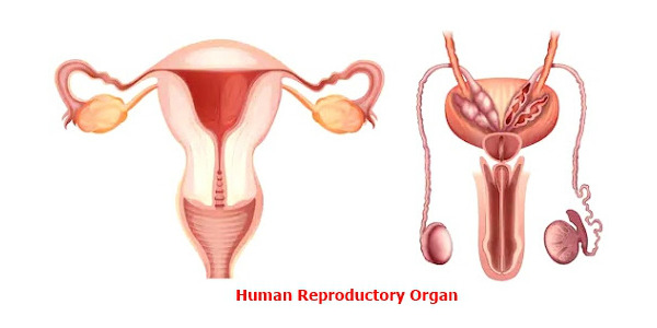 Medicines for Reproductive Health Conditions