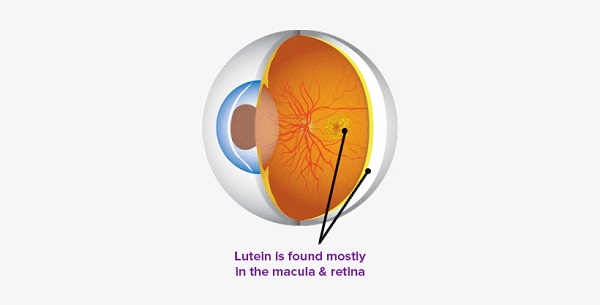 A Review on Lutein & Its Effects on the Eye