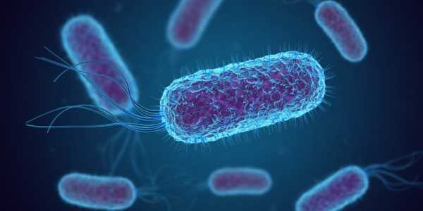 Bacillus Coagulans: The beneficial probiotic bacteria