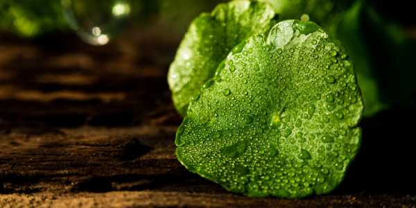 Centella Asiatica: The “brain food”