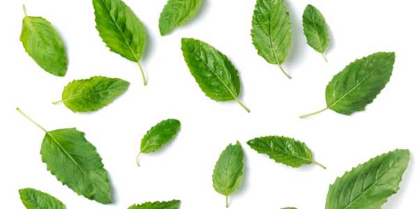 Holy Basil: A herb for all reasons