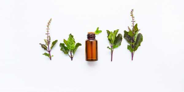 Holy Basil: A herb for all reasons