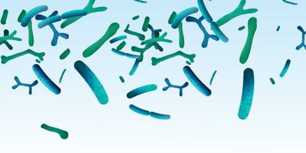 Bifidobacterium bifidum – Promoting Digestive Health