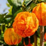 Citrus Aurantium – Imparting Health Benefits