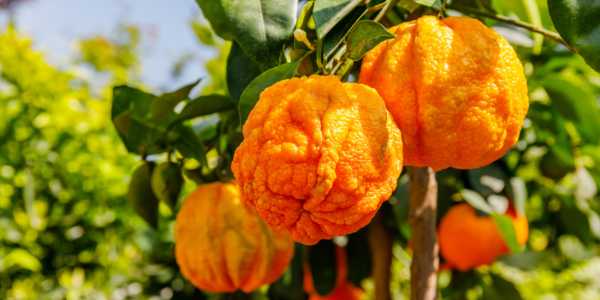 Citrus aurantium for inflammation