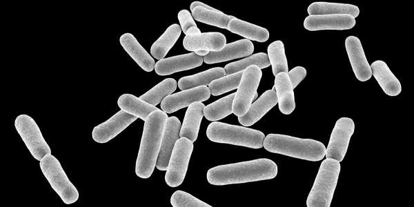 Bacillus clausii – Treating Gastrointestinal Disorders