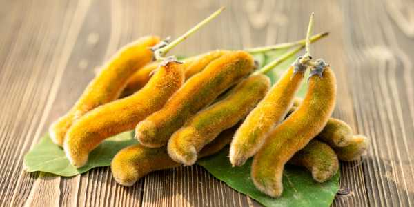 Mucuna Pruriens Nourishing the body Anzen Exports