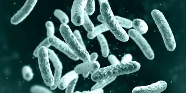Lactobacillus Casei – role in preventing infections